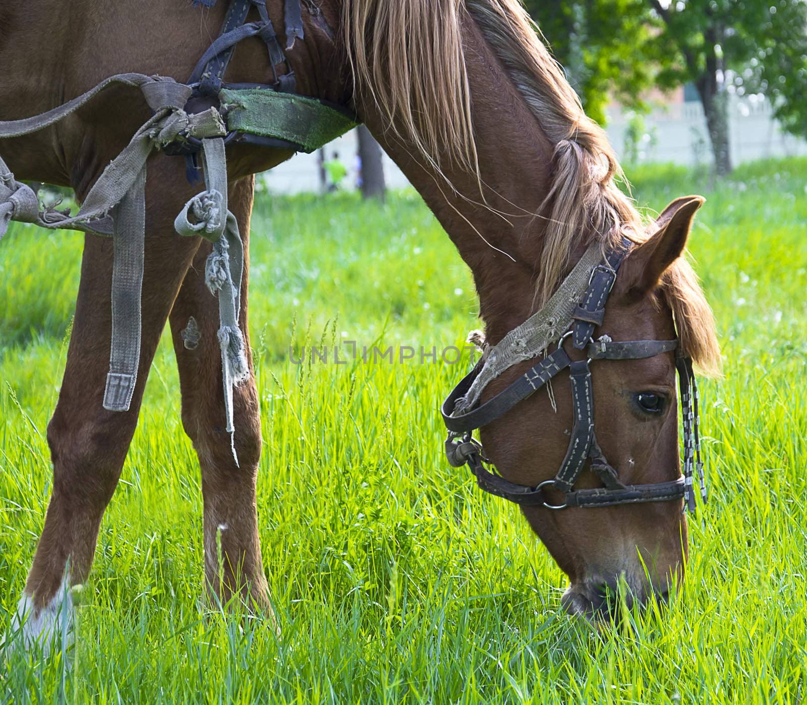 Beautiful brown horse at farm