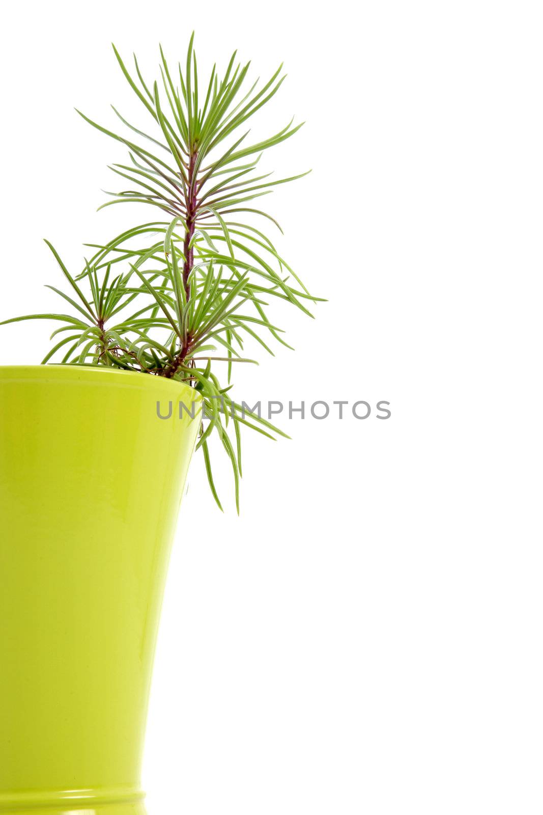 Young houseplant growing in a decorative yellow-green flowerpot, partial cropped view with half the pot visible isolated on a white background with copyspace