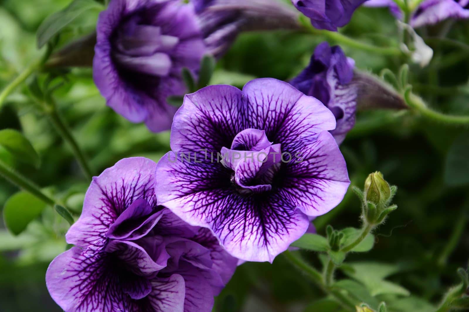 petunias closeup, natural background 