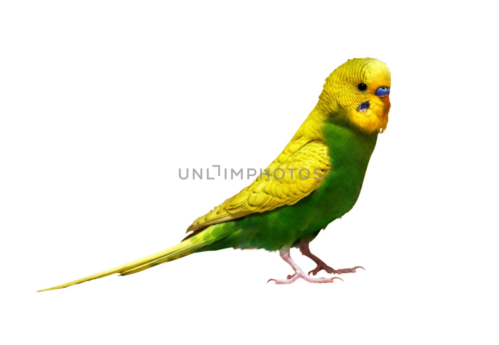 Yelow parrot on white background