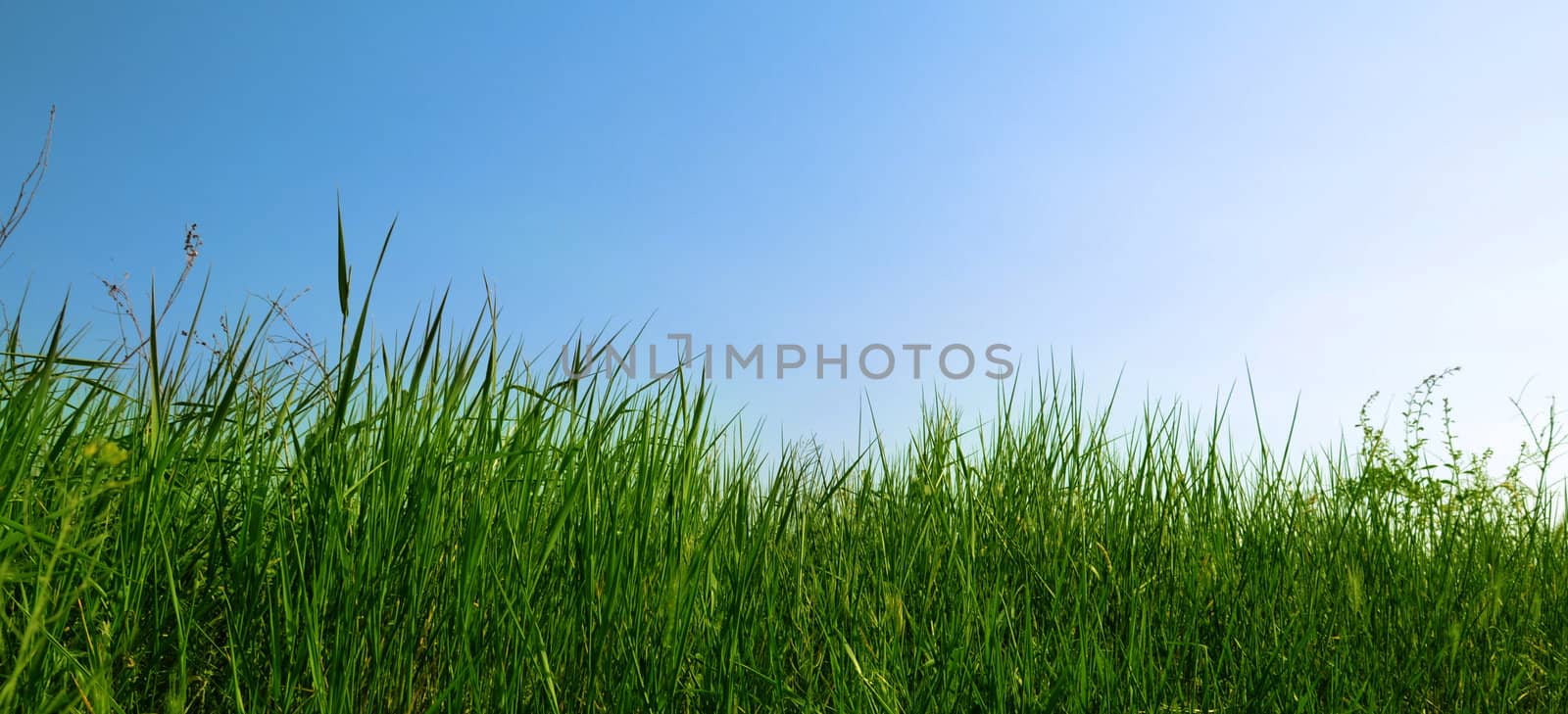 Spring grass and blue sky