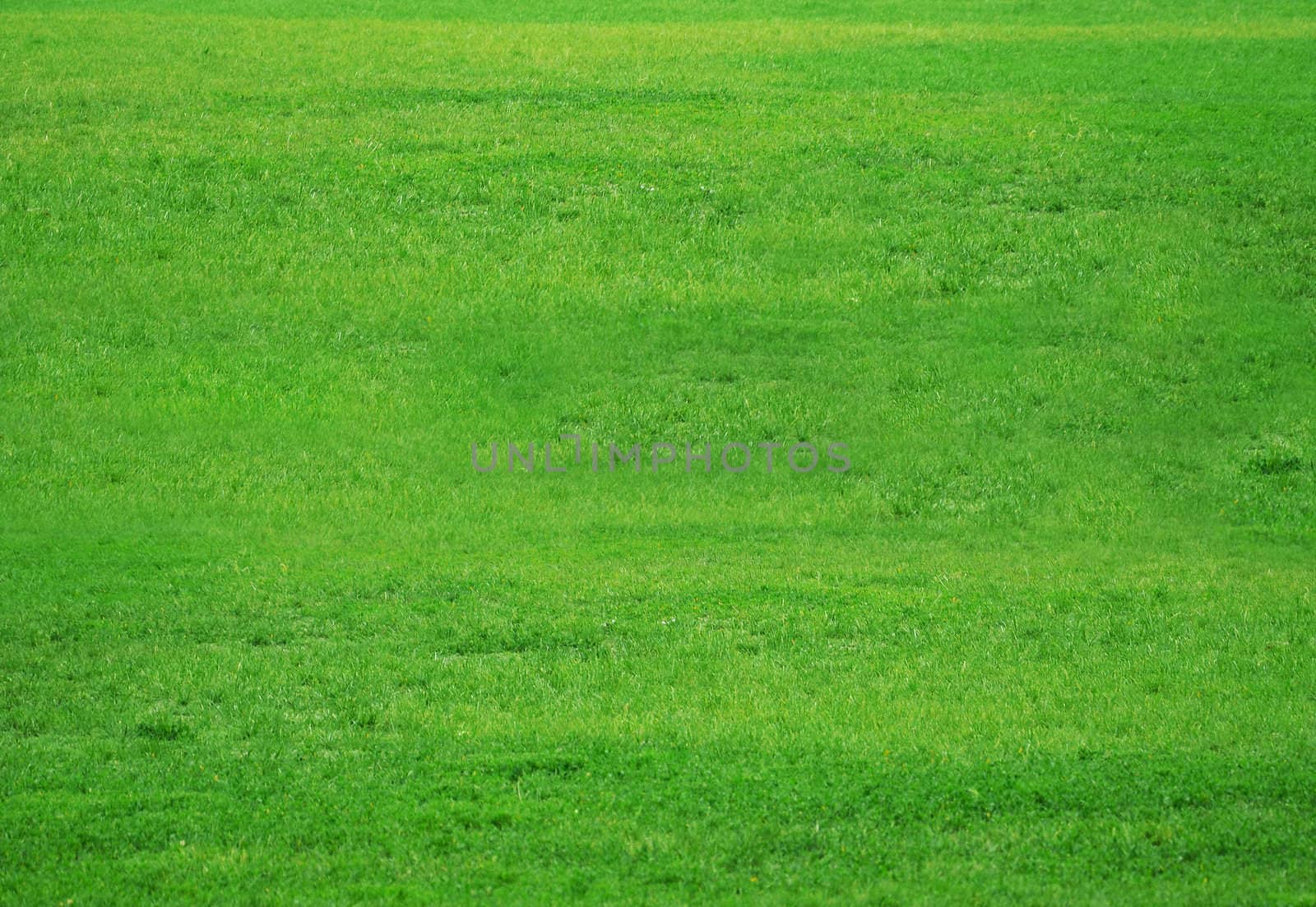 Green fresh grass field kit