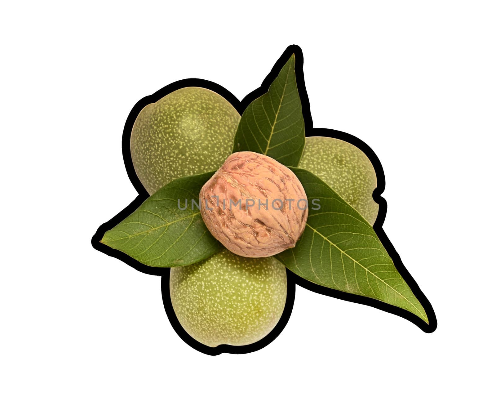 Walnuts with leaf isolated on a white background