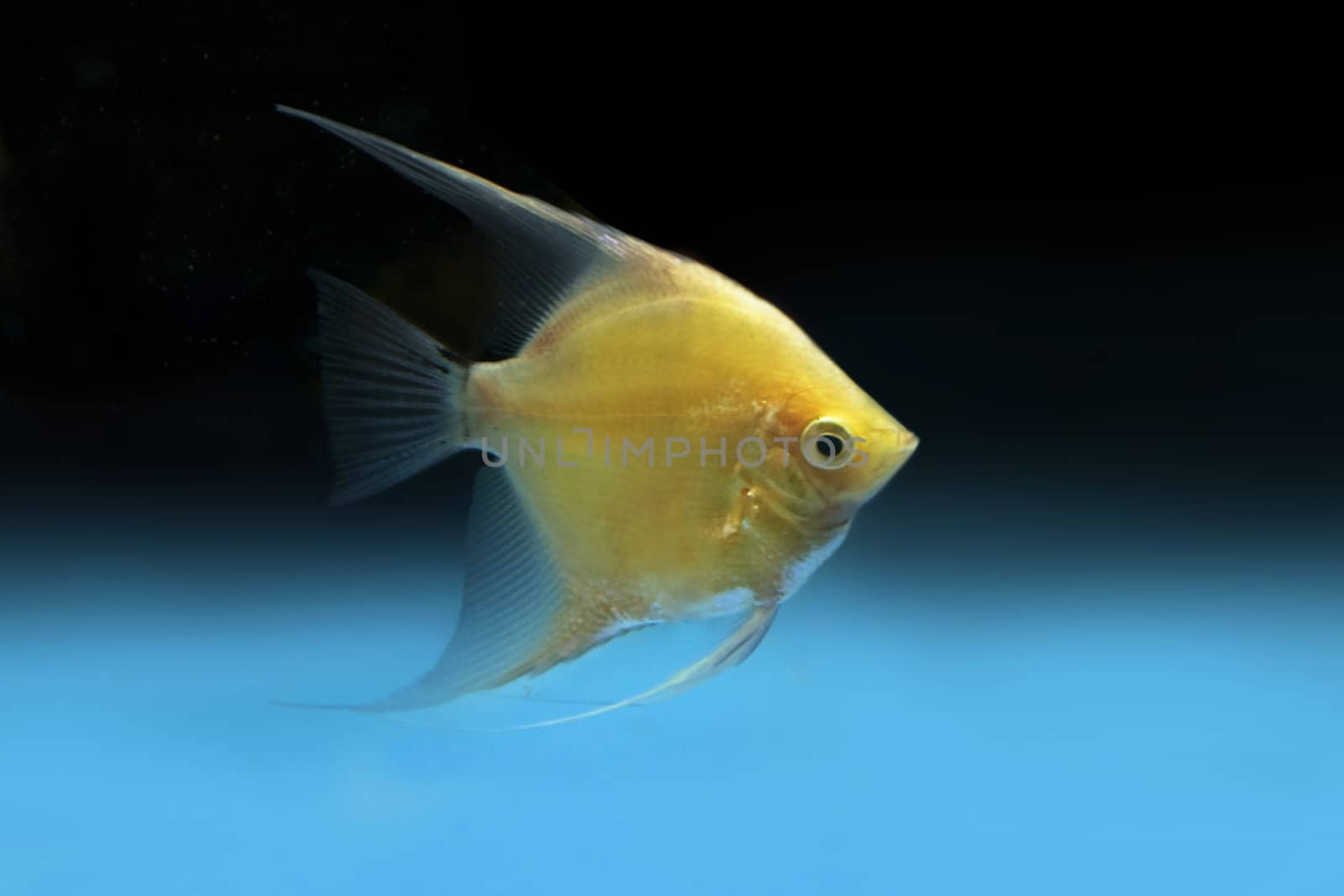 Yelow Goldfish on blue-black background