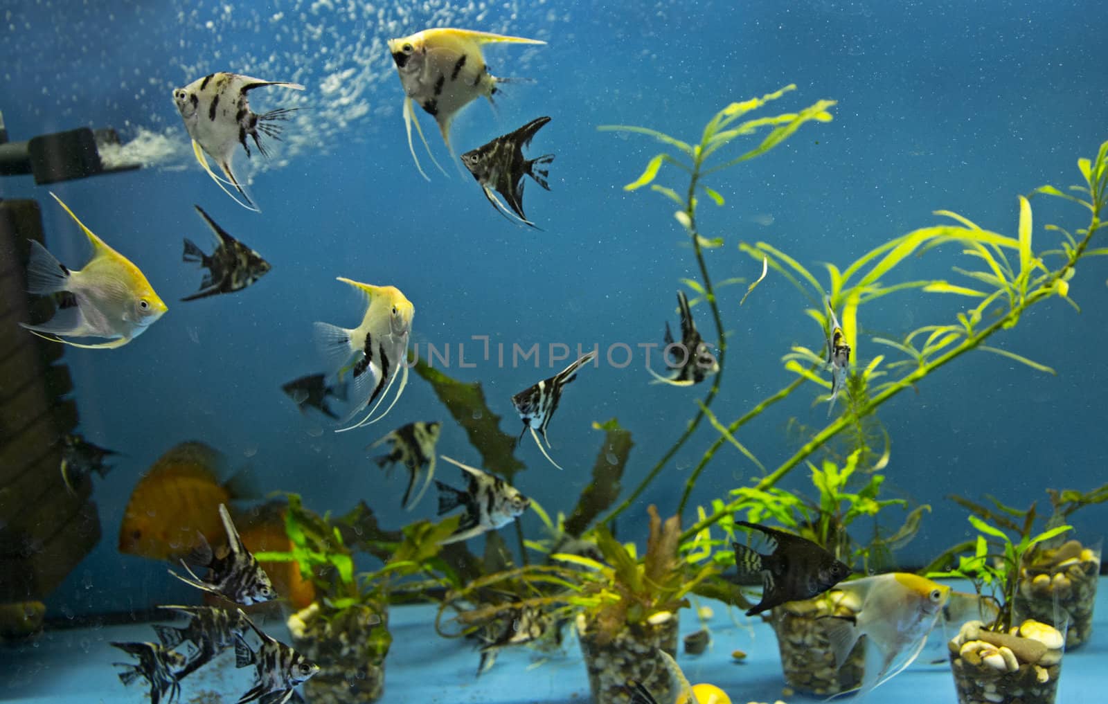 Various fishes in an aquarium