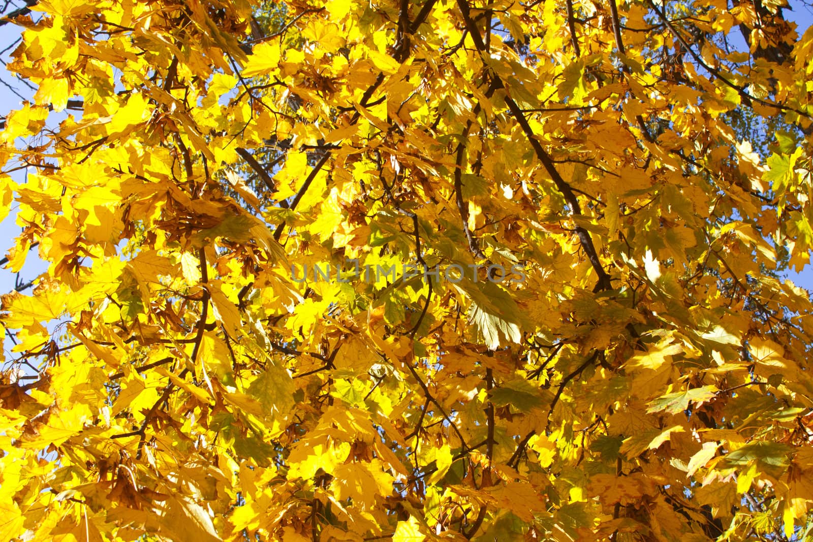 Autumn maple leaves background tree