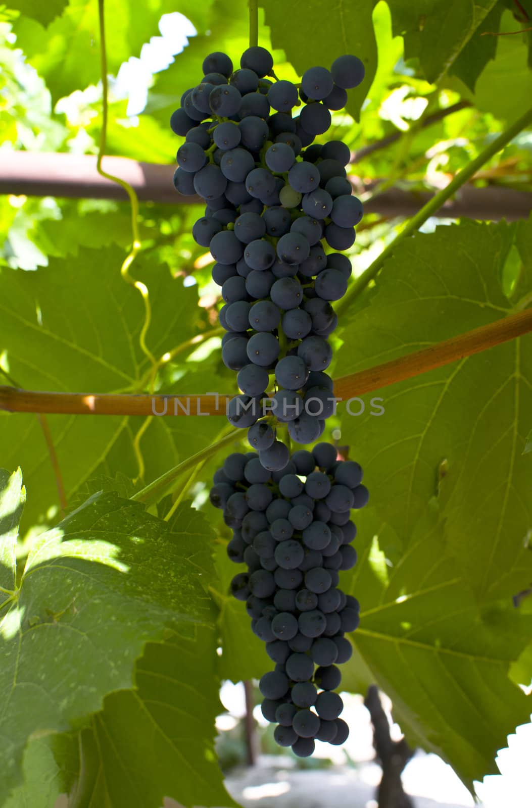 grapes on a background of leaves