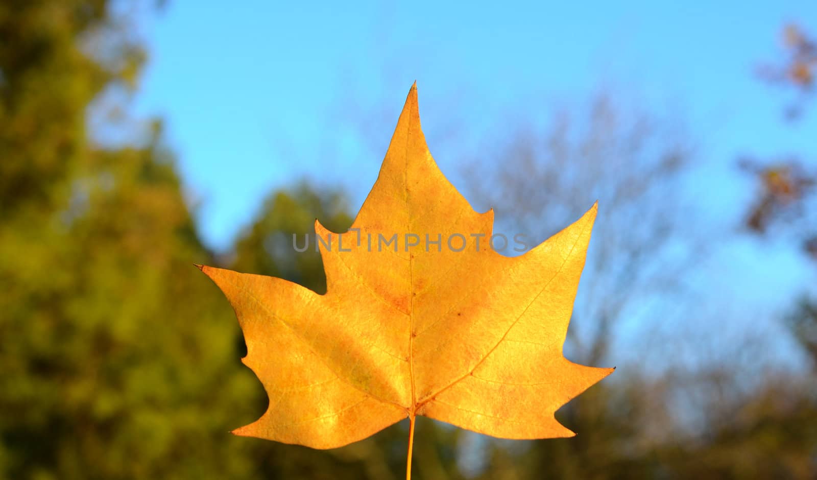 maple leaf on wood background