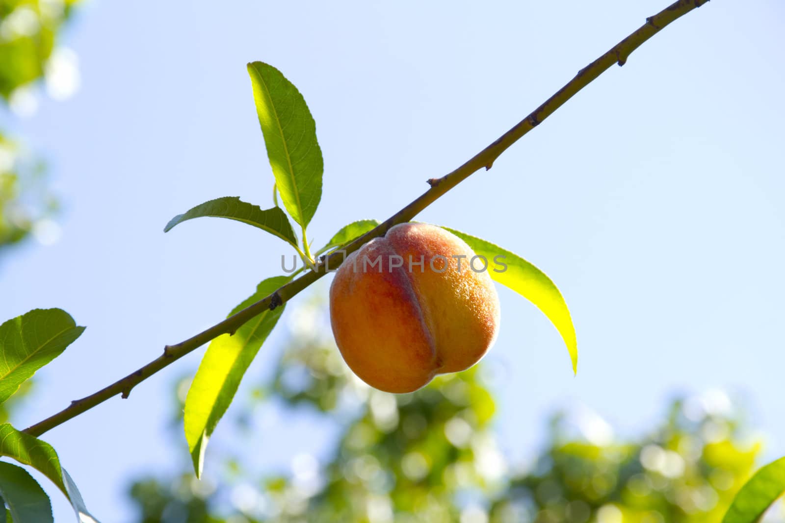 fresh peach on the tree