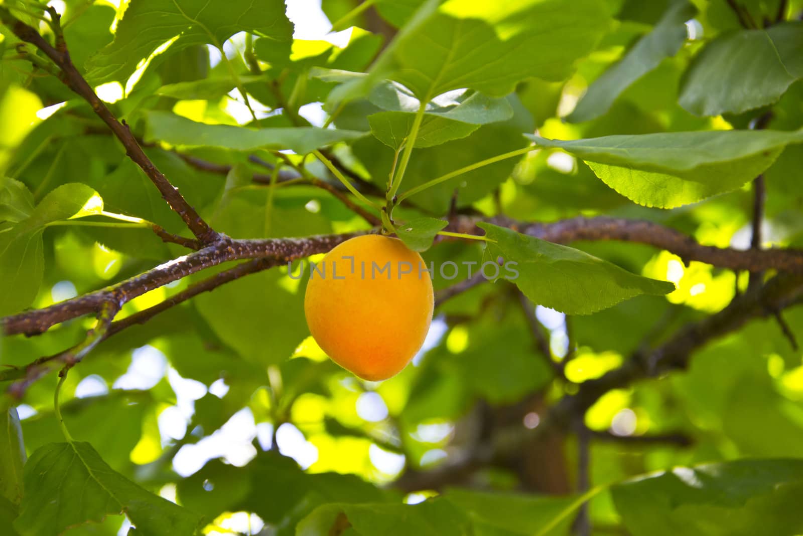 apricots on a tree branch