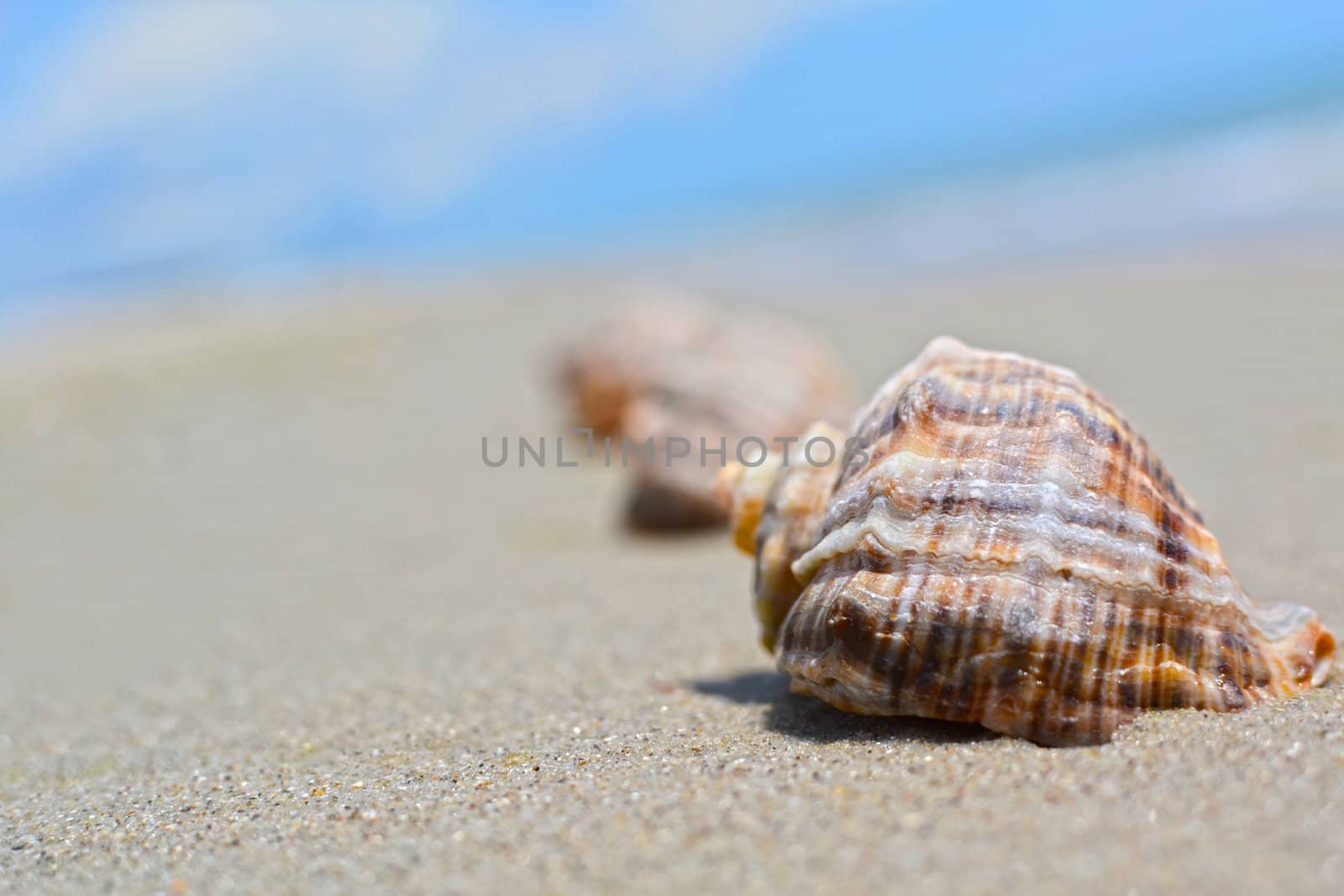 sea shells with sand as background