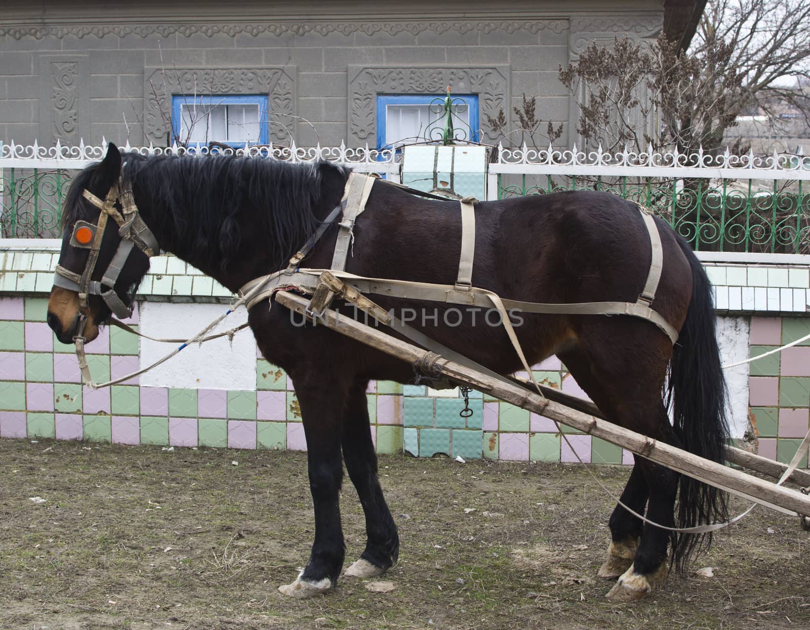 black horses harnessed to a cart