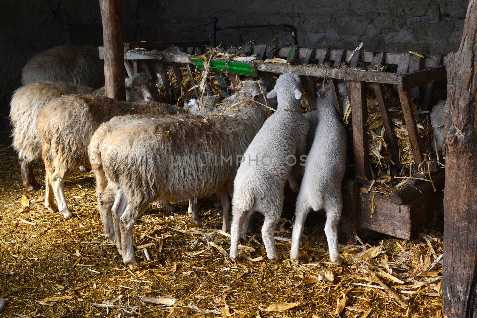 sheep walking through the yard