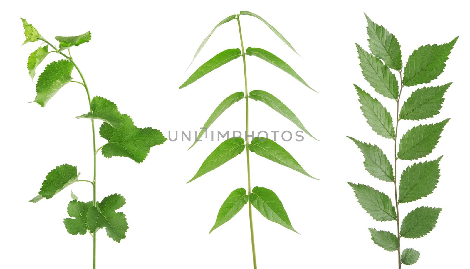 front view of three green branch isolated on white 