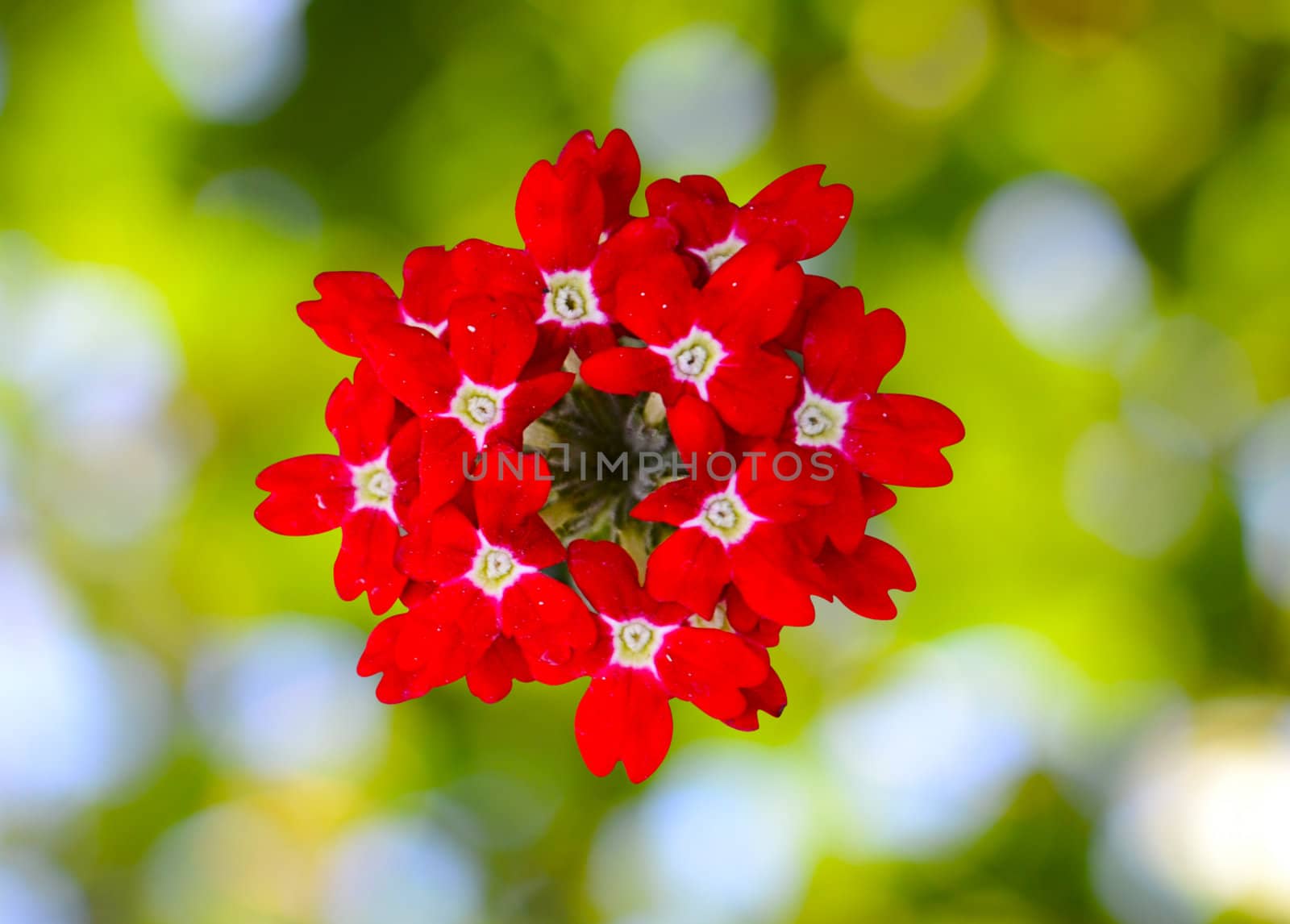 red flower on a blurred background by Lexxizm