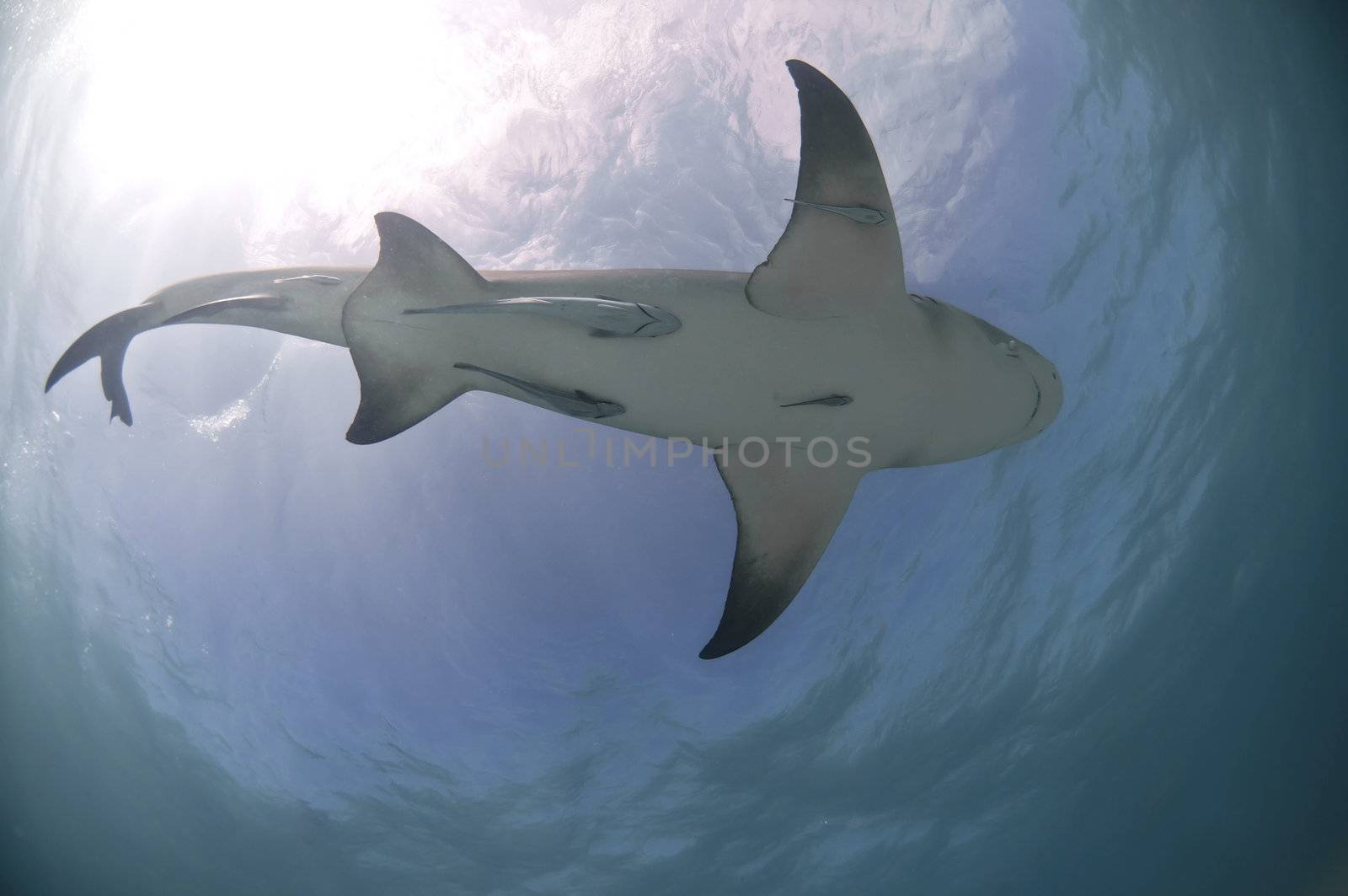 The view from below of a tiger shark, Bahamas