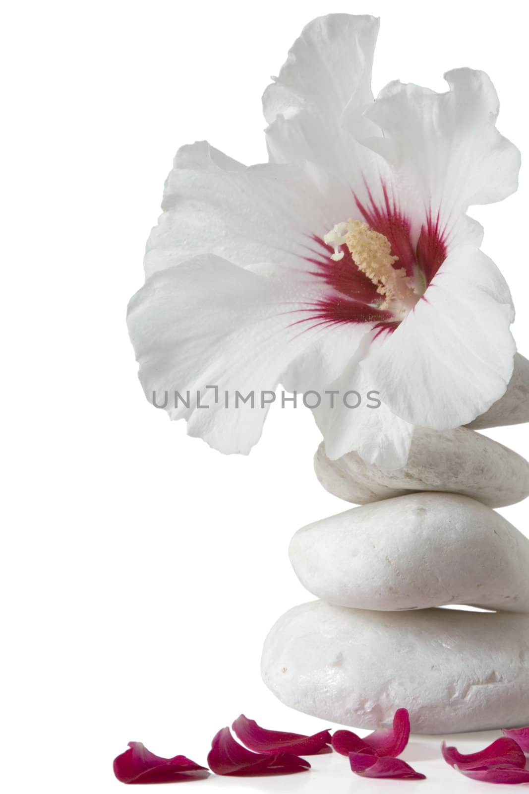 zen stones with flower on white background