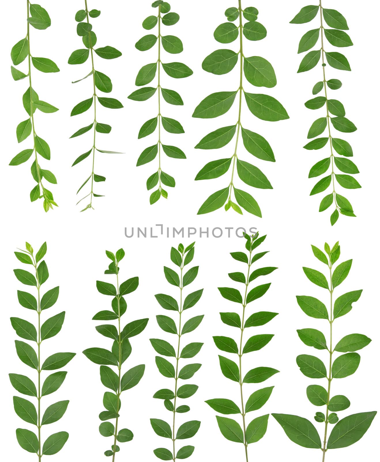 different green leaf branch on white background