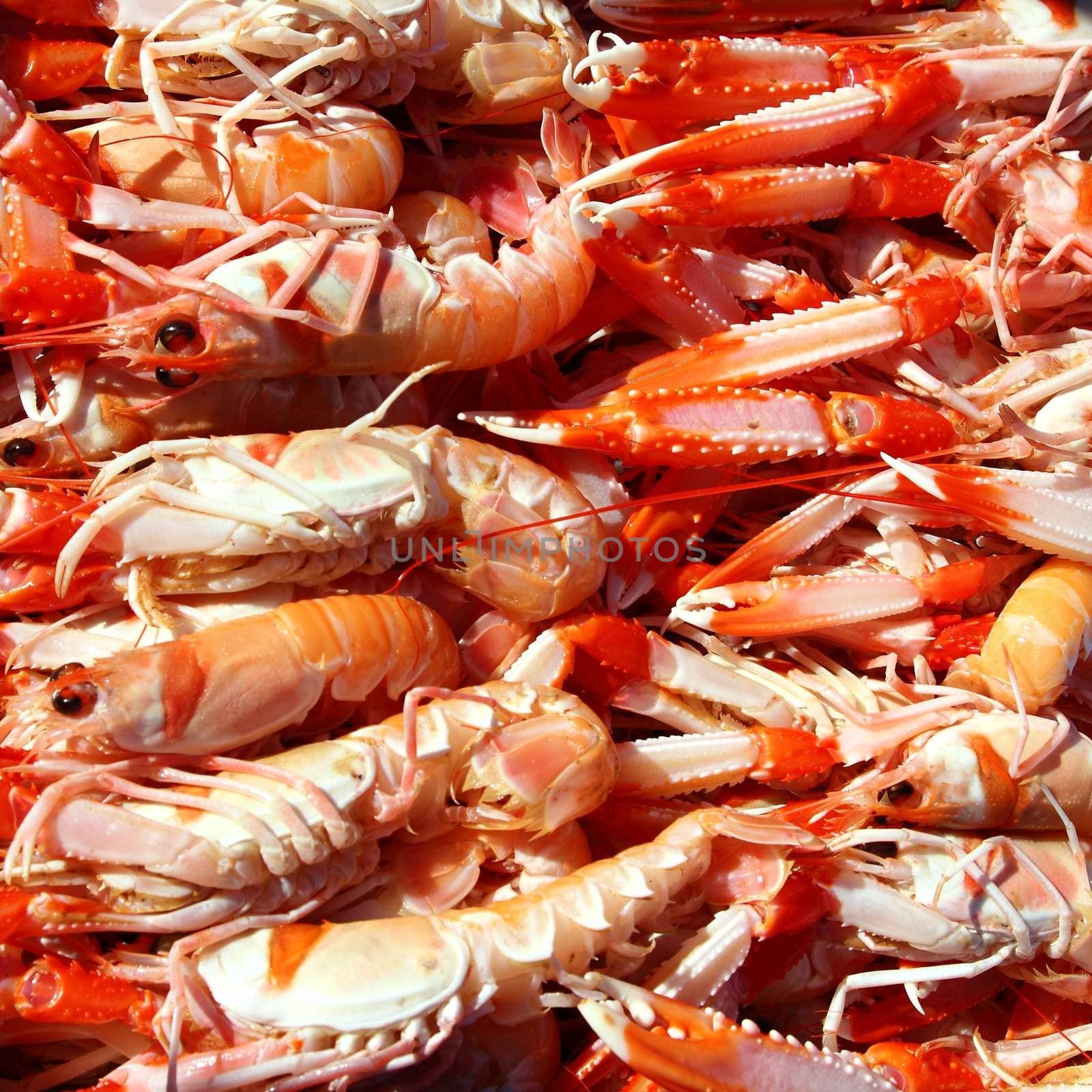Crayfish Nephrops Norvegicus seafood market by lunamarina