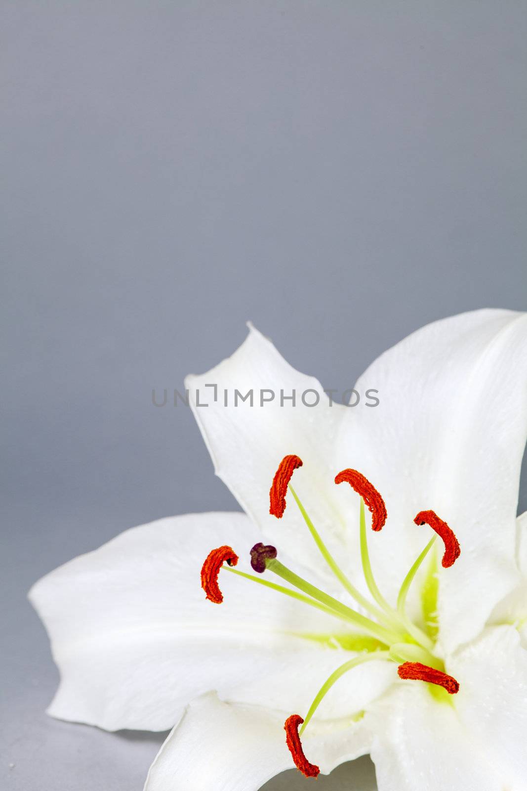 Lily blooming flower on a gray background