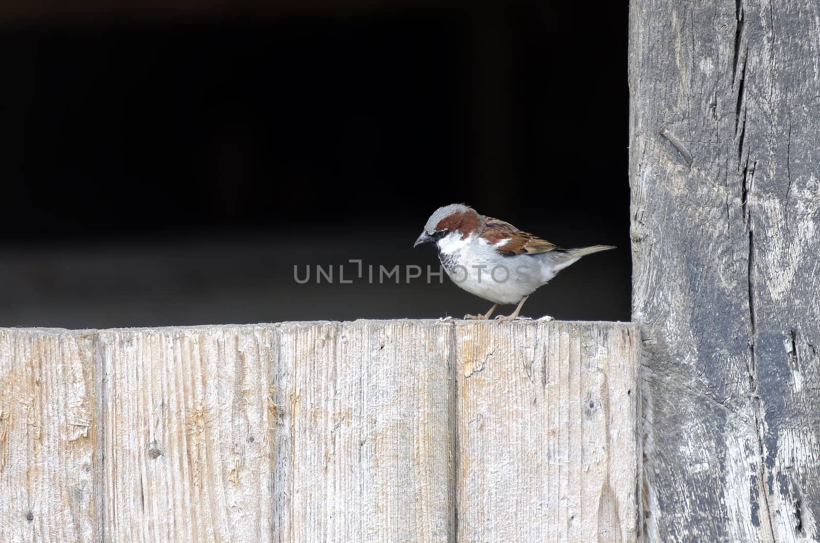 a sparrow on wooden board