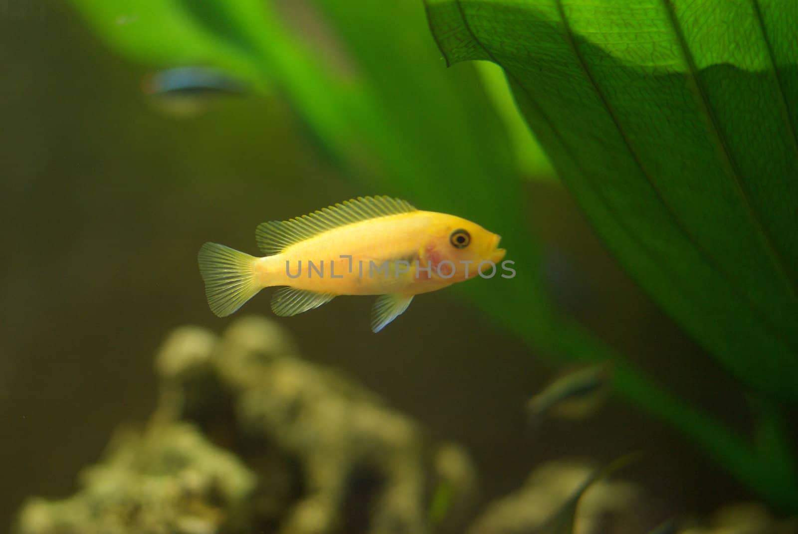 Cichlid in the aquarium