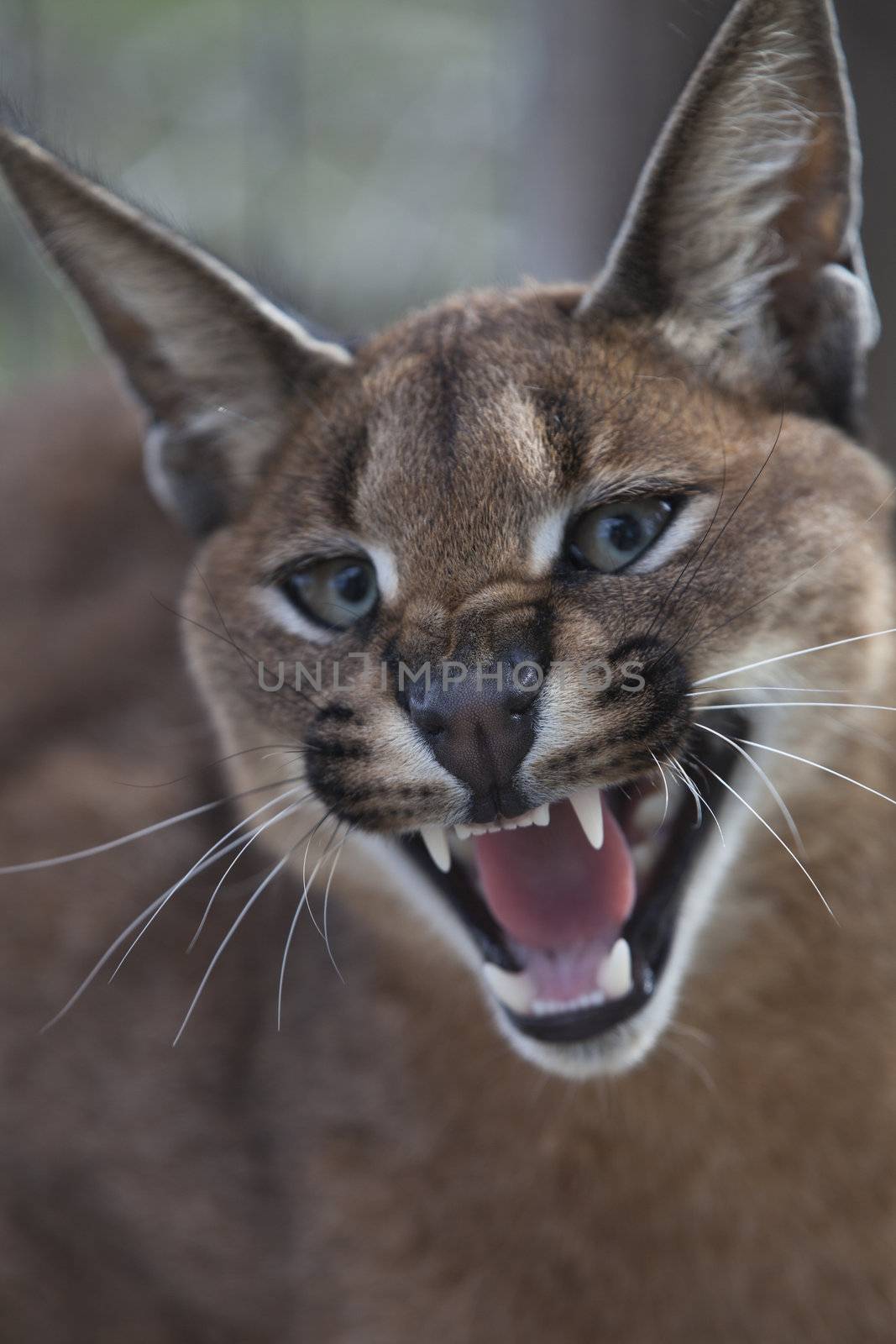 A close up on a caracal protecting it's ground, Western Cape, South Africa