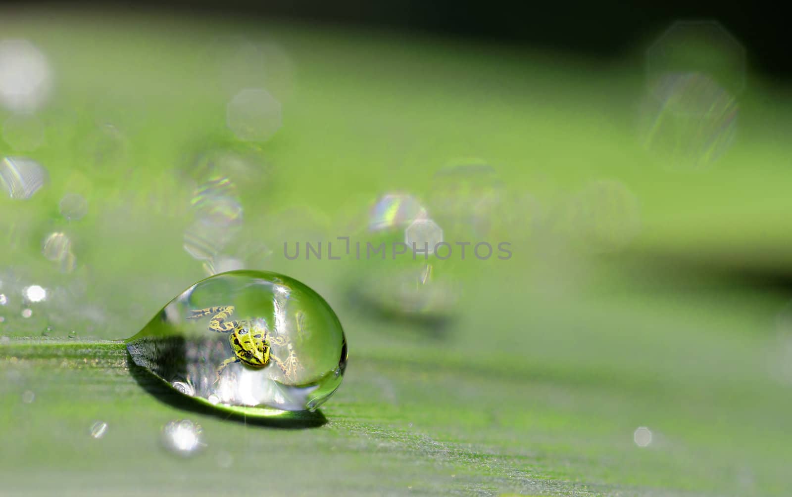 Green frog by gufoto