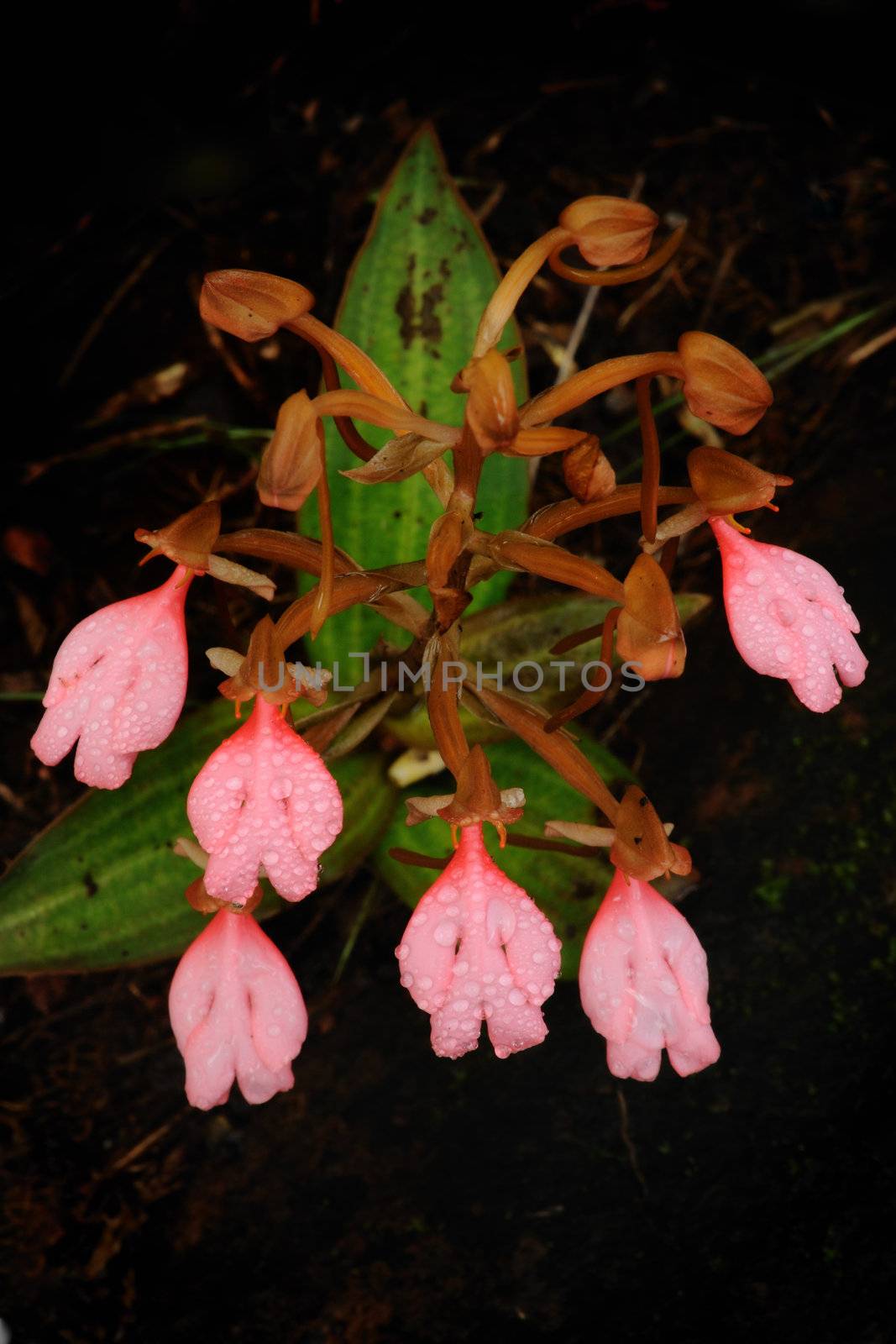 The bouquet Pink-Lipped Habenaria (Pink Snap Dragon Flower) found in tropical rainforests .This Photo take in Phu Hin Rong Kla National park, Thailand.