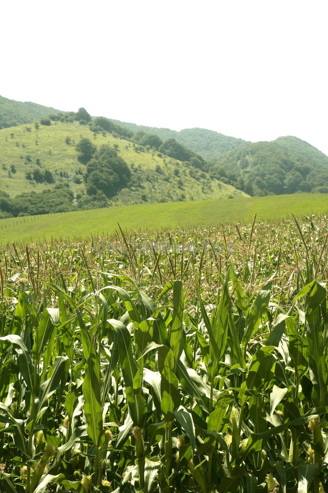 Corn green fields landscape outdoors by lunamarina