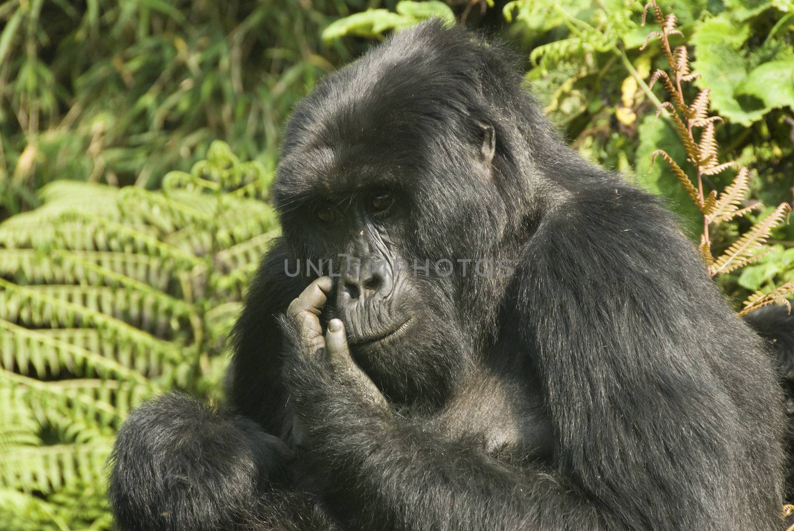 Close up on a gorilla scratching it's face, Rwanda