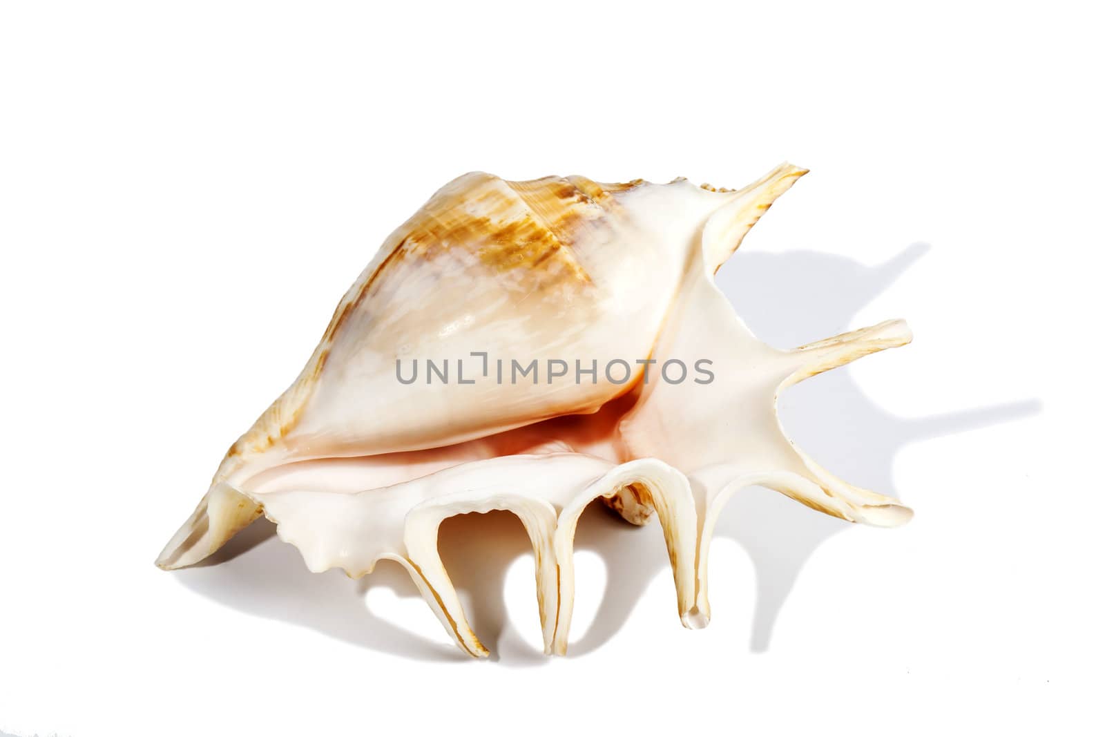 Beautiful sea shell isolated on white