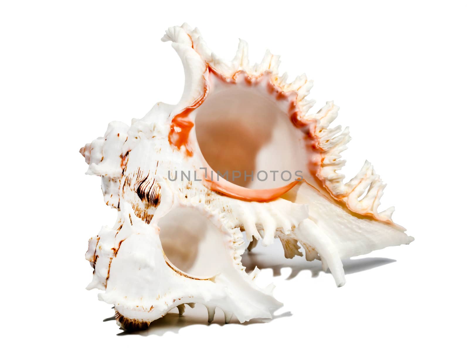 Two beautiful oceanic shells isolated on white by RawGroup