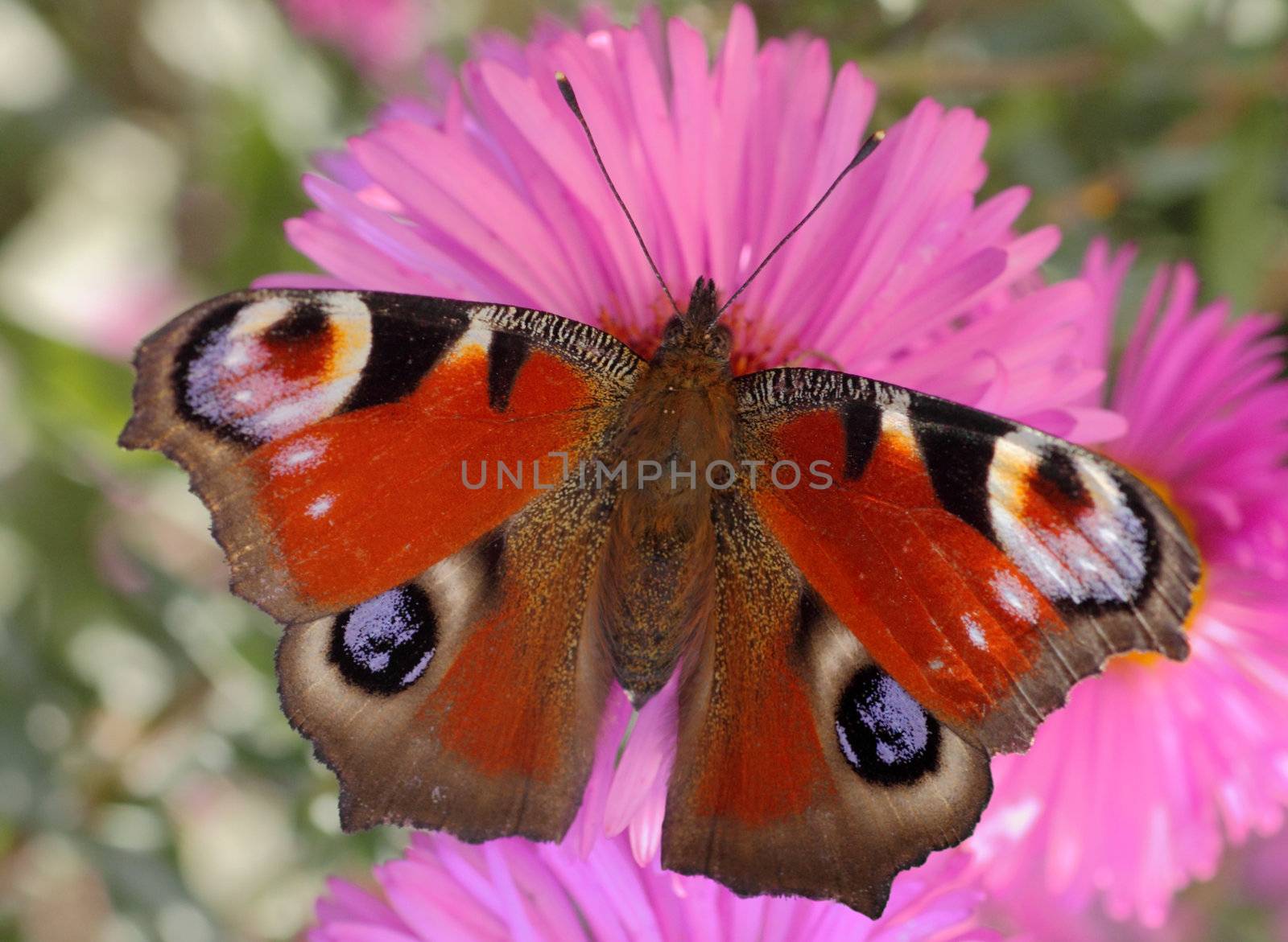 European Peacock butterfly by romantiche