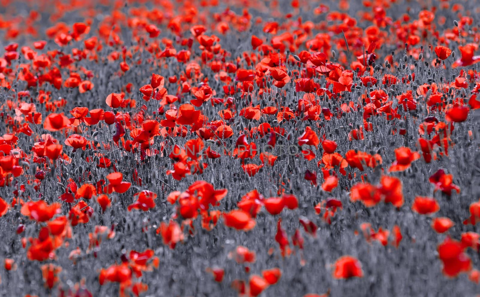 red poppies in a meadow