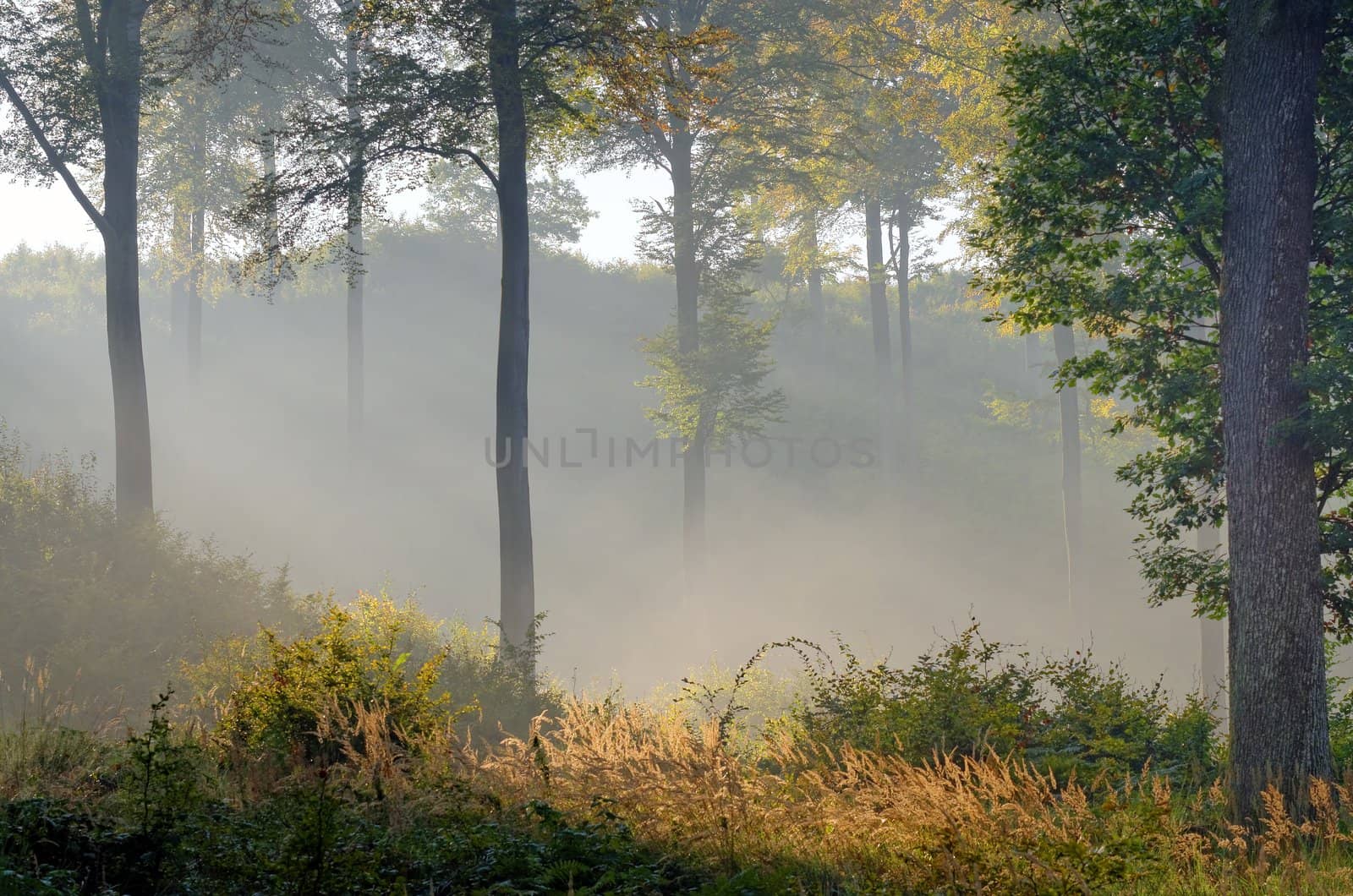 misty forest by gufoto