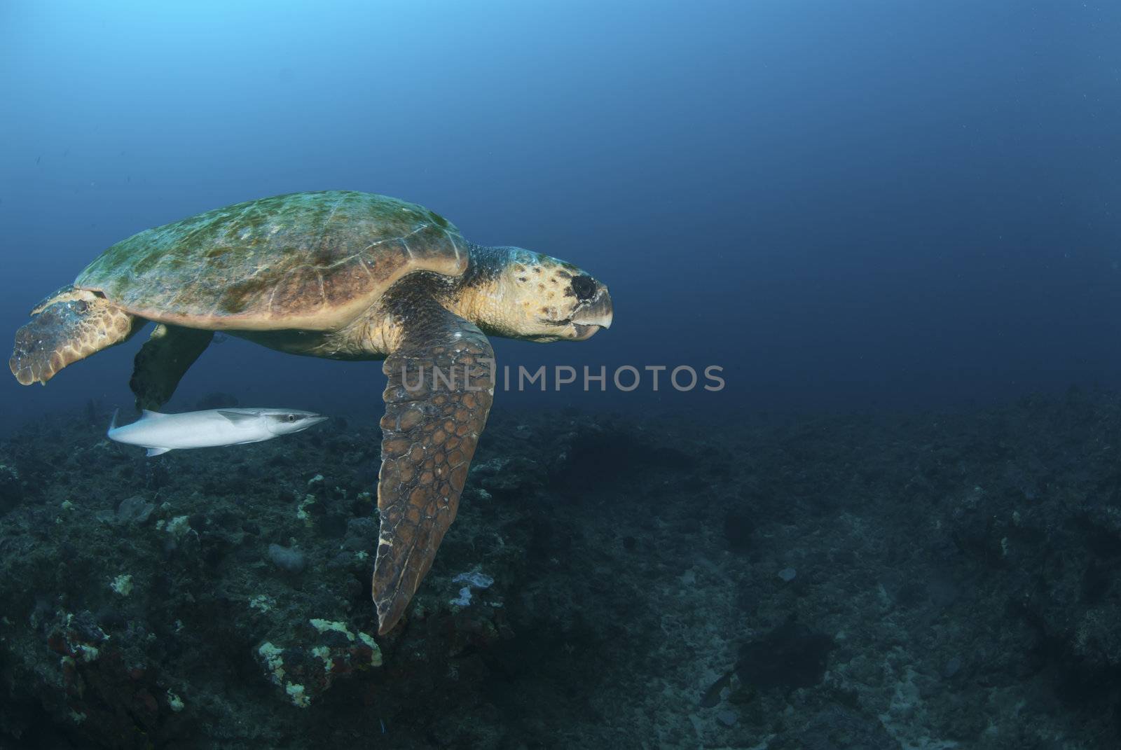 The side view of a sea turtle and a fish friend, KwaZulu Natal