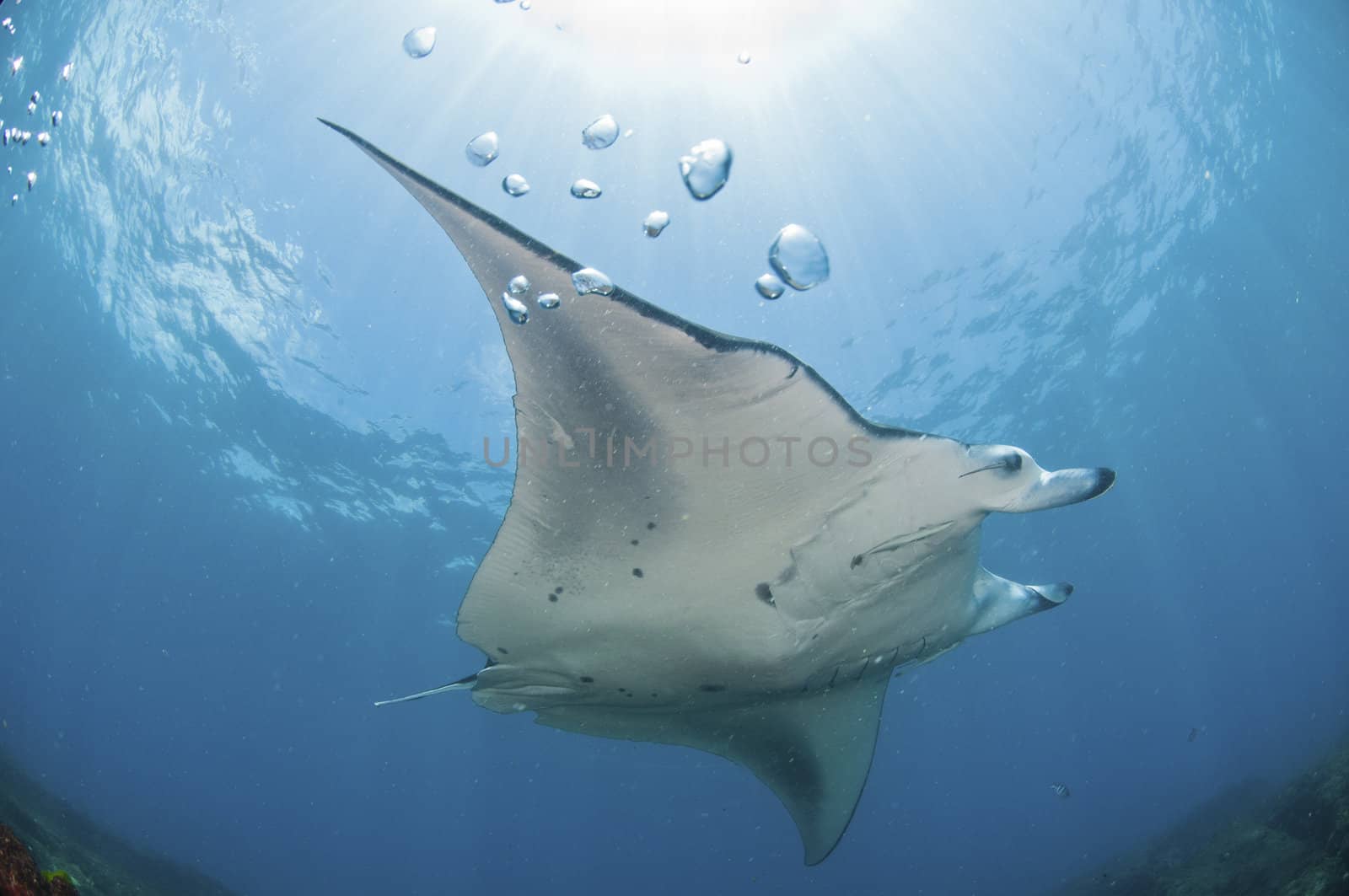 A mantray swimming along a reef, Zavora, Mozambique