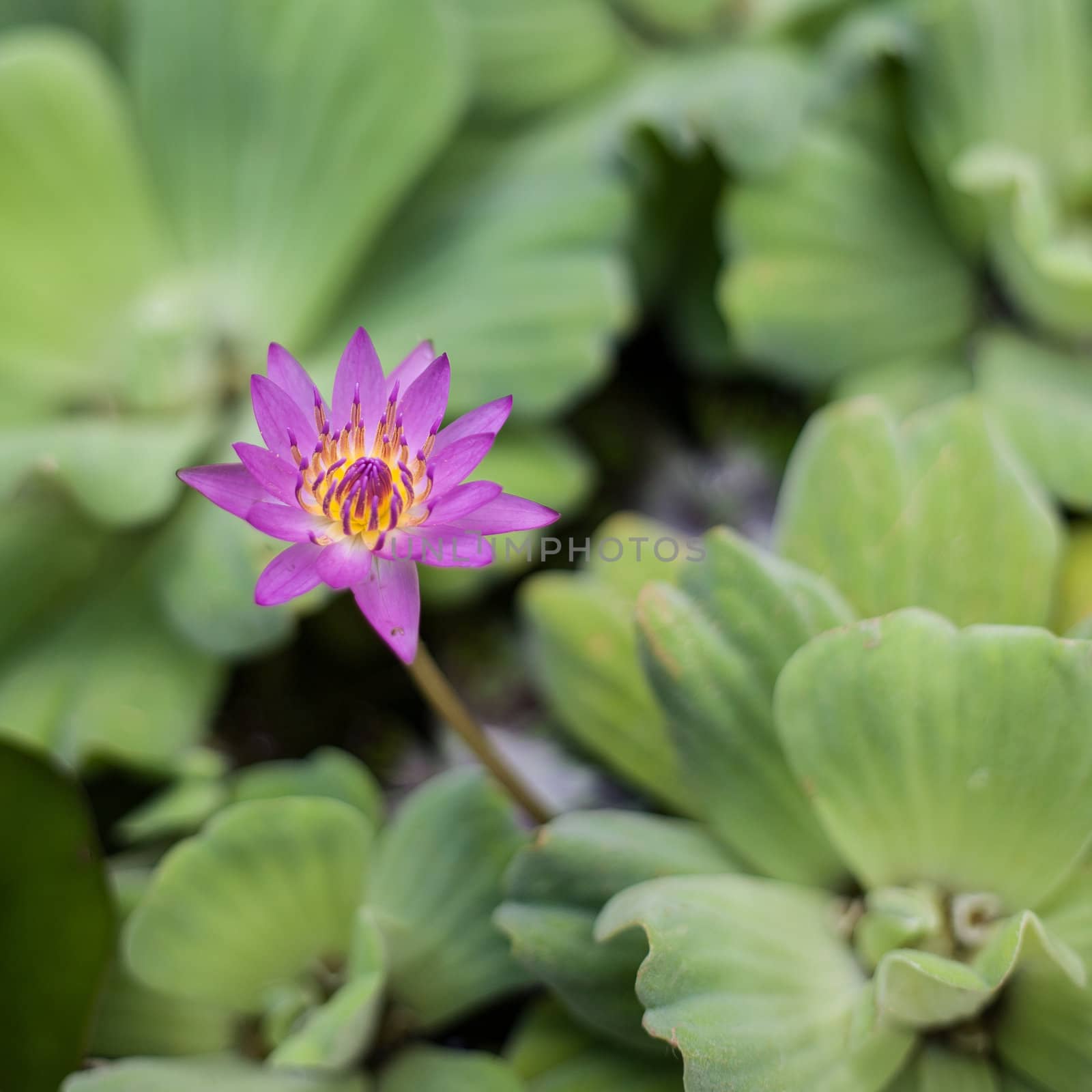 a pink lotus flower under a leaf