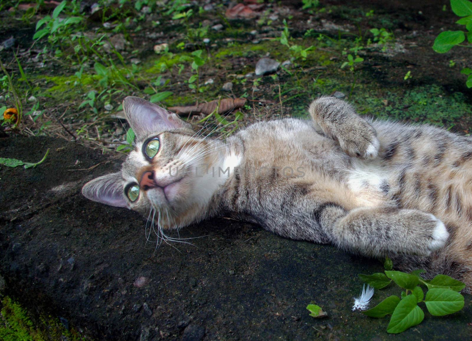 Cat lying outside in garden.