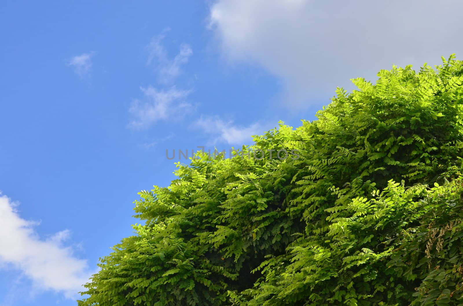 Very fresh green acacia tree over blue summer sky, as nature background.