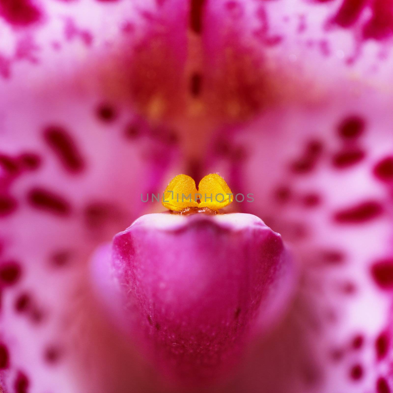 Purple orchid closeup - square  macro photography