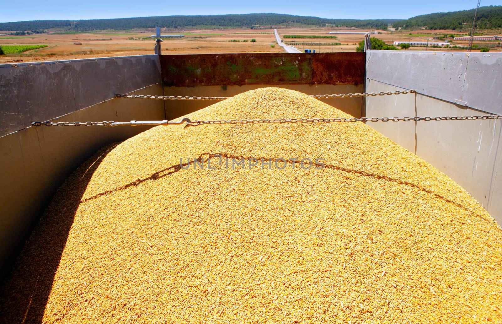 cereal harvest wheat mound in transportation truck