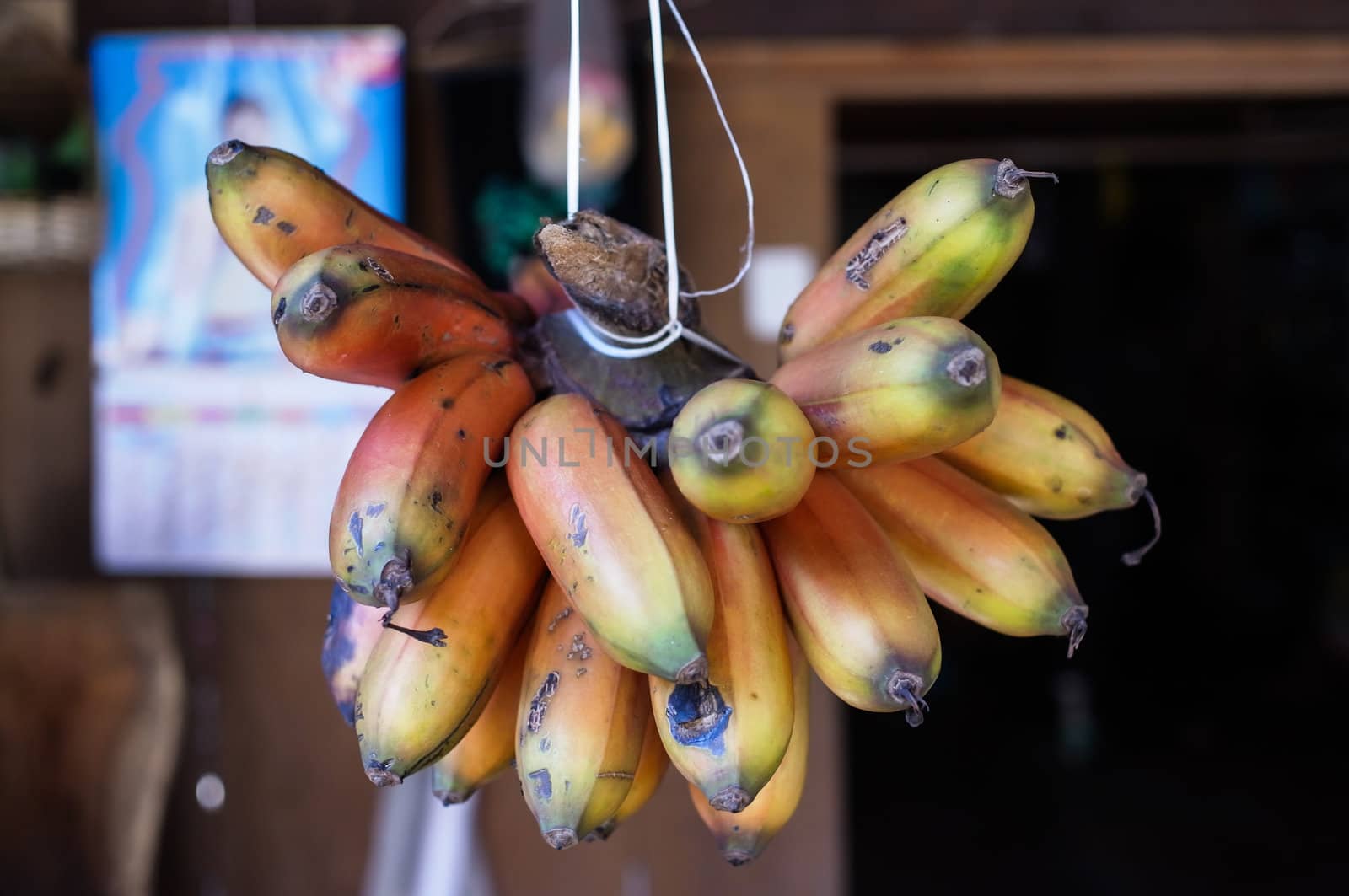 very big size forest banana called " Nak banana " in Thailand