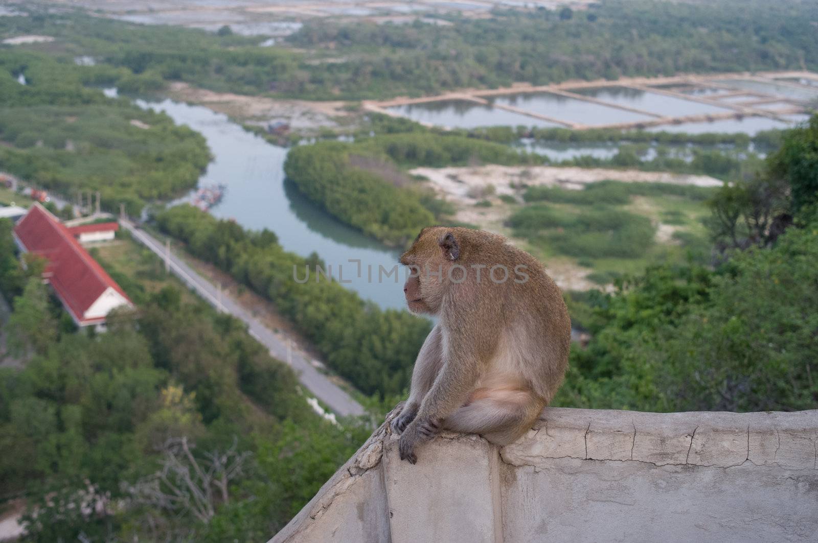 Thai monkey on the hill beach background