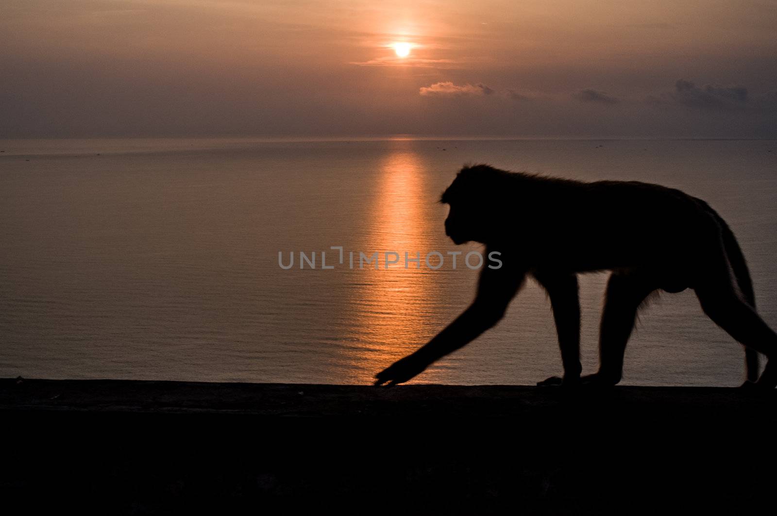 Thai monkey on the hill  sunrise on the beach background