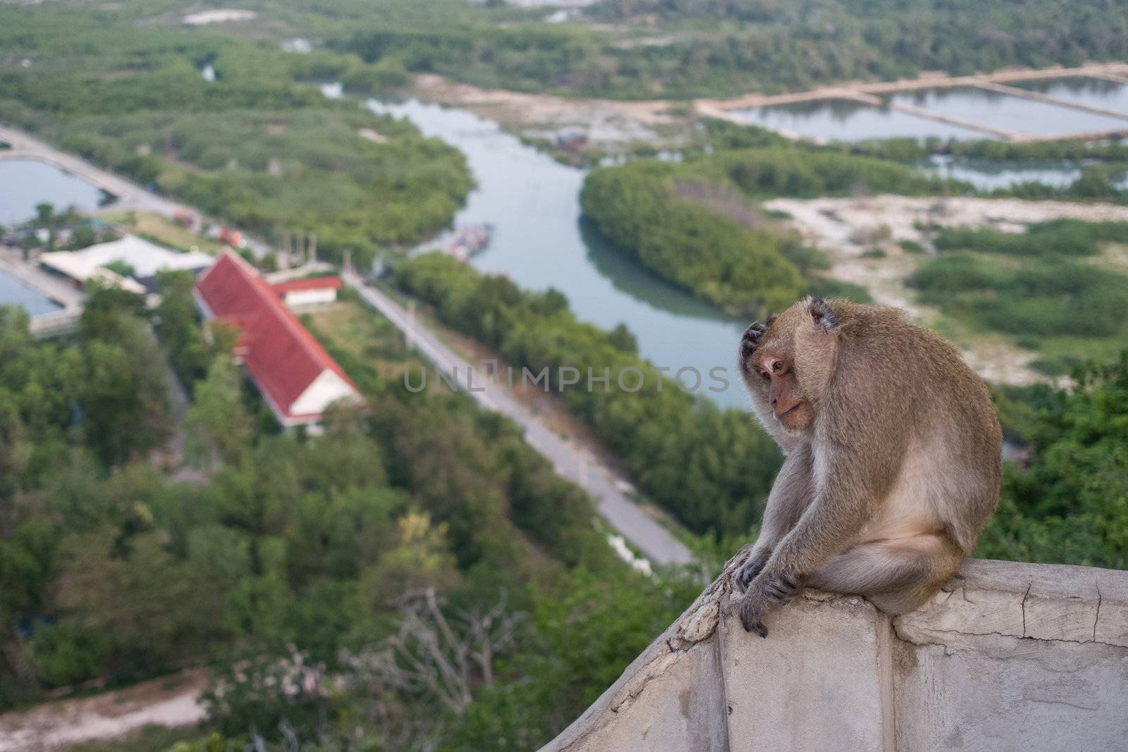 Thai monkey on the hill beach background