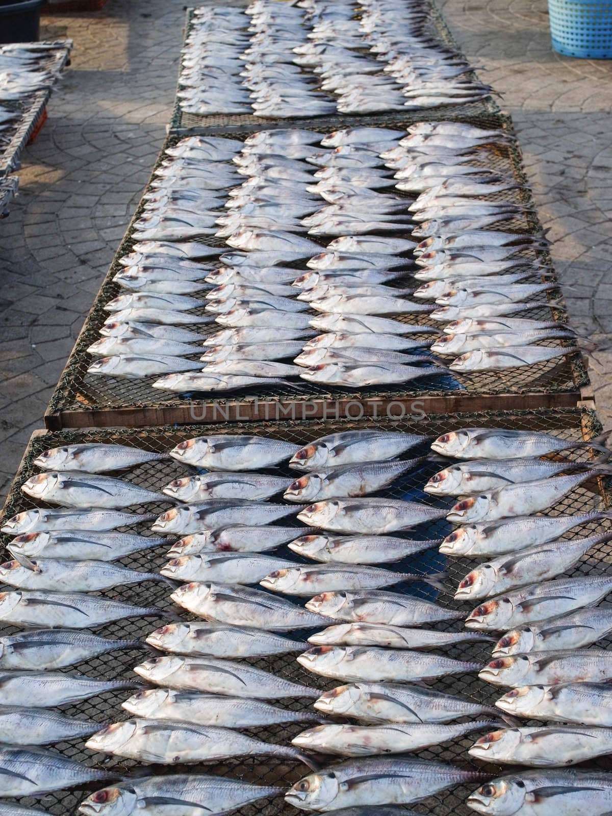 dried fishs in Thailand