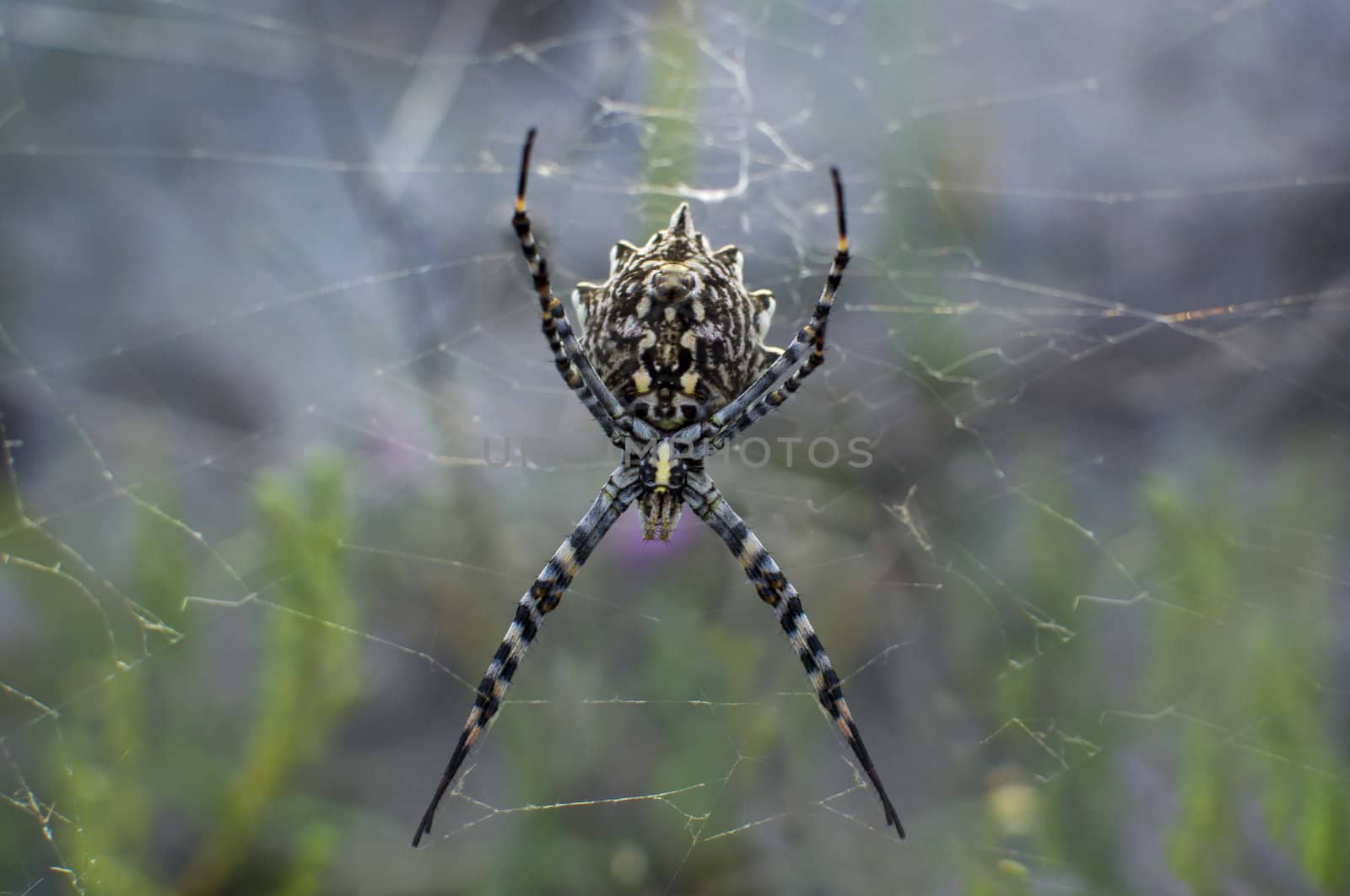 Female Black Yellow steppes Spider karakurt