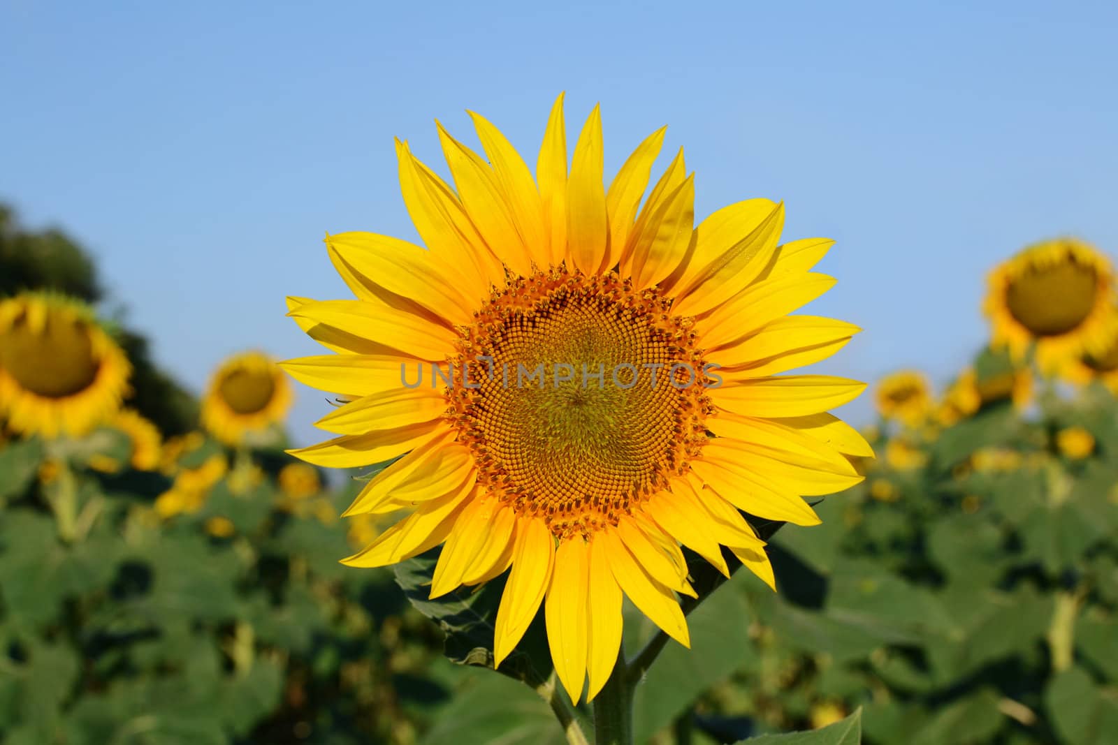 sunflowers at the field in summer 